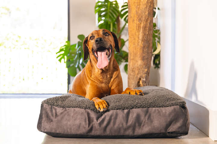 Designed by Lotte Hundekissen Yndis